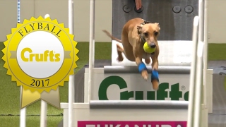 Flyball  Team Quarter Finals  Crufts 2017 [upl. by Jarrad]