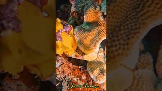 clownfrogfishantennariusmaculatusshortsscubavideographyhighlightsmoalboalcebu🇵🇭 [upl. by Odella]