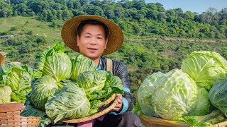 Poor Father Harvest a Huge Cabbage to Sell at Market with Daughter  Live with Nature  Ly Trung Thu [upl. by Bibeau873]