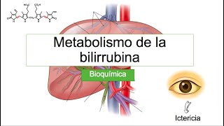 Metabolismo de la bilirrubina y tipos de ictericia  Bioquímica  Rodolfo Zamudio [upl. by Atival]