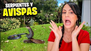 AVISPAS SERPIENTES y HALLOWEEN 😱 Pasa de TODO en la Finquita Bonita 😅 Sandra Cires Vlog [upl. by Neahs88]