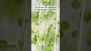 Living chloroplasts under the microscope [upl. by Palla398]