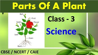 Parts of a Plant  Class 3 Science  CBSE  NCERT  CAIE  PARTS OF A PLANT [upl. by Boutis]