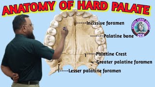 ANATOMY OF HARD PALATE । HARD PALATE ANATOMY [upl. by Glynias]