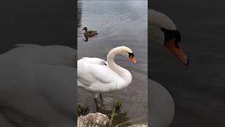 🦢🦢🦢 Adorable Baby Swan Rides On Mothers Back🦢🦢🦢shortvideo adorable [upl. by Nelyt]