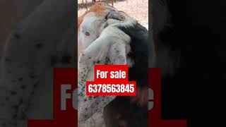 Sale Bakra diamond integrated farm [upl. by Nnylyram]