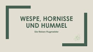 Die Wespe Hornisse Hummel einfach und kurz erklärt [upl. by Wolfie328]