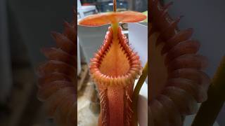 Nepenthes Edwardsiana carnivorousplant nepenthes pitcherplant houseplants plants plantlover [upl. by Nicholson463]