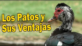 LOS PATOS Y SUS VENTAJAS [upl. by Assira]