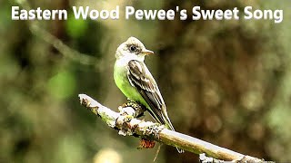 Eastern Wood Pewee Song [upl. by Iny]