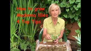 How to grow Madonna lilies  4 Top Tips [upl. by Anassor472]