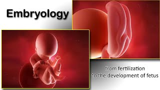 Embryology animation fertilization to development of the nervous system everything in one place [upl. by Anton842]