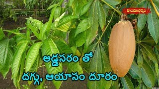 Benefits And Medicinal Uses Of Malabar Nut Addasaram  Veda Vaidhyam  Hindu Dharmam [upl. by Tlihcox]