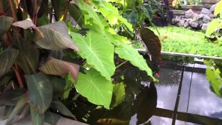 Outdoor Tropical Plants Part 1 [upl. by Rozella]