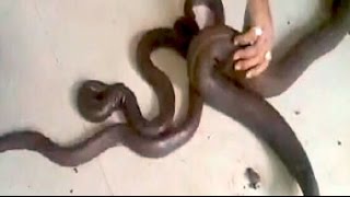 quotTwoheadedquot snakes worth Rs 5 crores seized from smugglers [upl. by Sonahpets526]