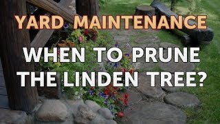 When to Prune the Linden Tree [upl. by Artim]