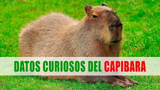 Capibara Carpinchos Chigüire Hydrochoerus  Datos curiosos de animales [upl. by Koren]