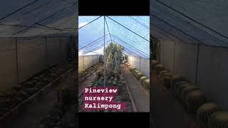 Kalimpong siteseen Pineview nursery [upl. by Ydnew650]