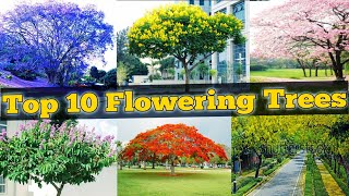 Top 10 Flowering Trees  Flowering Trees for Garden  topmost popular flowering trees  Flower trees [upl. by Whitford945]