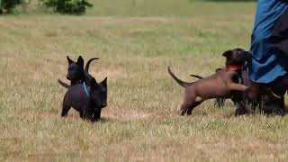 Belgian Malinois Puppies For Sale [upl. by Estrin]