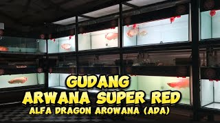 GUDANG ARWANA SUPER RED By Alfa Dragon Arowana ADA [upl. by Stanton409]