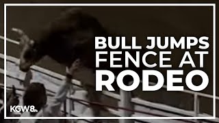 Rodeo bull hops fence at 84th Sisters Rodeo injures 3 before being captured [upl. by Jezebel]