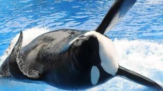 Tilikum rejoins SeaWorld show [upl. by Entwistle]