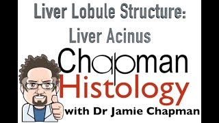 3 Min Histology  Liver Acinus [upl. by Yak]