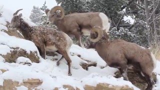 Yellowstone National Park bighorn sheep December 14th 2015 [upl. by Ralaigh922]