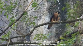 Peregrine Falcon Falco peregrinus enersti  Juvenile  Chiu S C DSCN7627 [upl. by Kelam848]