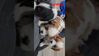 Cavalier puppies Wwwfluitsheperdsandcavalierscom cavalierkingcharles puppies iowa cavaliers [upl. by Gilli]