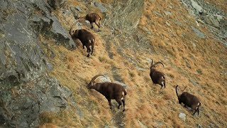 Himalayan Ibex hunting  zarabad Hussaini  Gilgit baltistan hunting season [upl. by Halimaj]