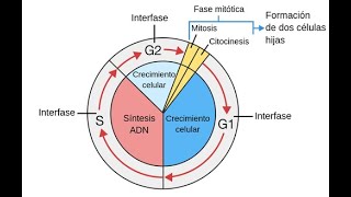 CICLO CELULAR Y REPLICACION ADN [upl. by Nylyoj16]