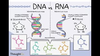 Nucleic Acids DNA RNA [upl. by Xila]