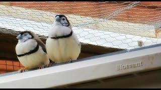 Owl Finch Pair [upl. by Aneek545]