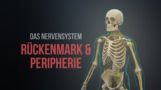 Nervensystem Teil 1 – Rückenmark und periphere Nerven [upl. by Nibor]