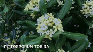 Pittosporum tobira Garden Center online PGARDENS [upl. by Peppard43]