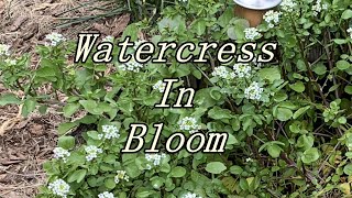 Watercress in Bloom [upl. by Yelad998]