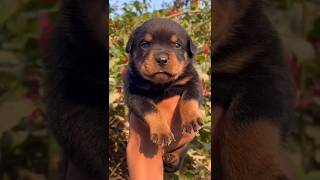 Rottweiler dog 🐕 puppies  9450504650 petswag0816 puppy doglover dog petshop [upl. by Nnilsia871]