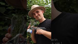 Ep 2  Du romarin gratuit à vie romarin jardin potager permaculture jardinage cuisine food [upl. by Nishom]