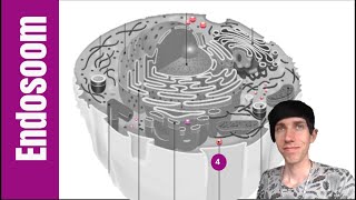 4HV  Biologie  H2 cel en leven  Endosoom [upl. by Treb]