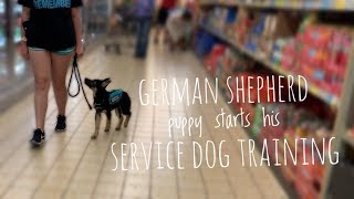 German Shepherd Puppy begins his service dog training [upl. by Nalyr]