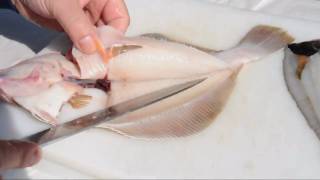 Scholle oder Goldbutt filetieren  How to filet plaice [upl. by Clabo]