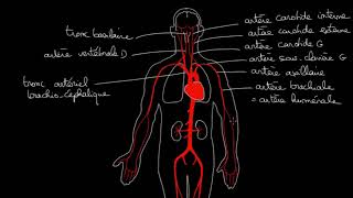 angiologie LaMedecineChezVous [upl. by Hollister71]