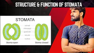 STOMATATYPES OF STOMATA GENERAL FUNCTION AND STRUCTUREBIOLOGY CLASS 10 [upl. by Raphaela632]