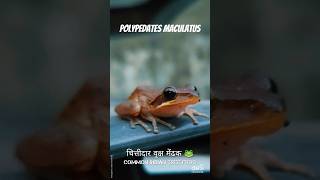 Polypedates Maculatus 🐸  Common Indian Tree Frog frog animals nature shorts [upl. by Wirth449]