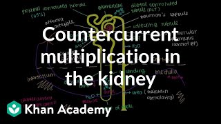 Countercurrent multiplication in the kidney  Renal system physiology  NCLEXRN  Khan Academy [upl. by Hurley792]