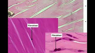 Anatomy  Histology of Connective Tissue [upl. by Aneras]