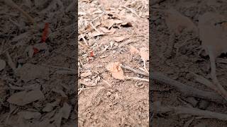 Strong Ant vs Croissant crumbs [upl. by Evania]