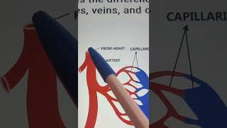 Capillaries veins and arteries arteries arteriesandveins capillaries [upl. by Notrem]